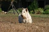 SCOTTISH TERRIER 212
